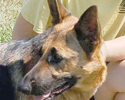 Bailey - German Shepherd Dog Female Dog for Adoption