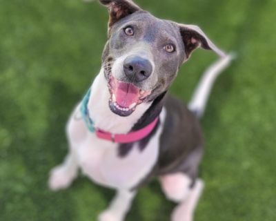 Celine Dion - Greyhound & Labrador Retriever Mix Female Dog for Adoption