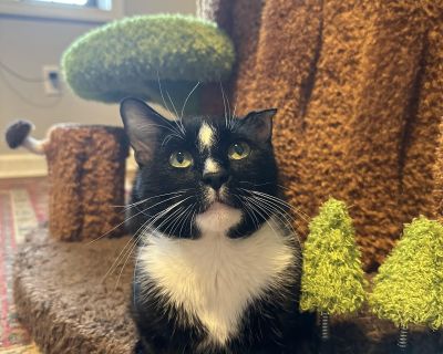 Elvis is an extremely affections gentleman who s been through a lot living on the streets. He had ear infection that left him with curved ear but it doesn t bother him at all. Elvis prefers to be either the o lot cat or can get adopted with his brother Presley. Elvis loves being around his human and especially sleep in bed every single night. He s neutered ,vaccinated and negative on feline aid...