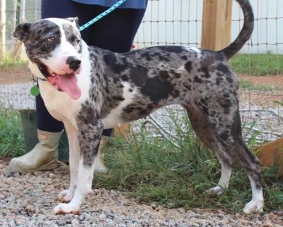 Kimberly - Catahoula Leopard Dog Mix Female Dog for Adoption