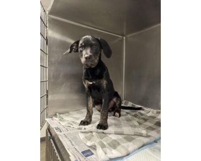 DONAS - Mastiff Female Puppy for Adoption