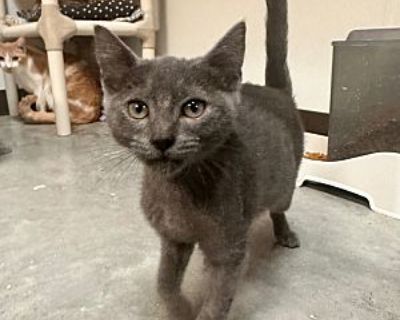 Russian blue 2024 cat craigslist