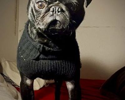 Gizmo - Pug Male Dog for Adoption