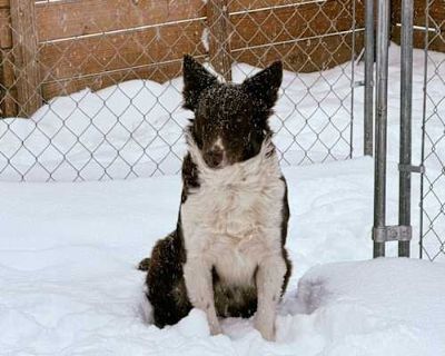 Pebbles - Border Collie Female Dog for Adoption