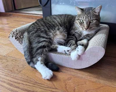 Adult. Brown tabby. Hair: short