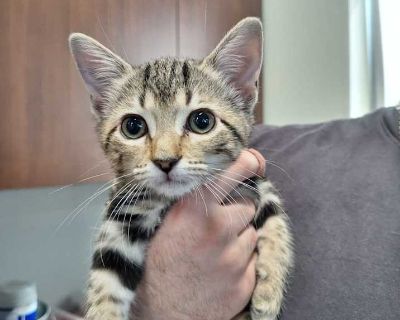 Tigger - Domestic Shorthair Female Kitten for Adoption