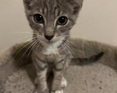 Good with kids Good with dogs Good with cats Housetrained. Breed Domestic Shorthair Color Gray, Blue or Silver Tabby Age Young Sex Male Pet ID f21b314c-0f0e-4df2-918a-a44f6e27fc75 Hair Length