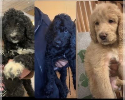 Goldendoodle Puppies for Sale (3 Puppies Left)