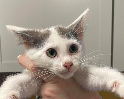 These kittens will be available Tuesday at 10 am. Their adoption fee is $25 or 2 for $25, kittens do better with a friend.. Health Vaccinations up to date.. Kitten Male Small White , Gray / Blue / Silver