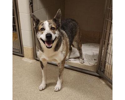 Freckles - Husky/Mixed Breed (Medium) Mix Female Dog for Adoption