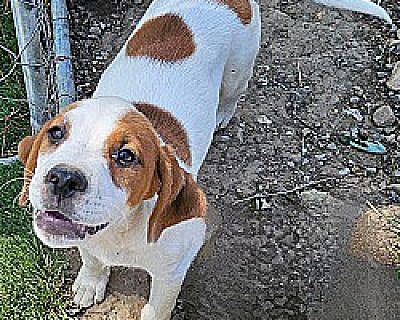 Felix - American Bulldog/Hound (Unknown Type) Mix Male Puppy for Adoption