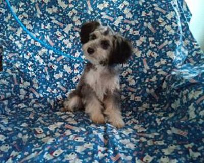 RASCAL, - Aussiedoodle Male Puppy for Adoption