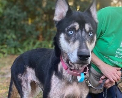 Characteristics Knows Basic Commands Health Vaccinations up to date.. Adult Female Large Black , White / Cream