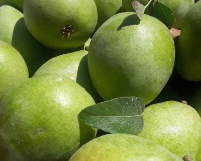 Apples and Pears, just picked, for sale NOW!