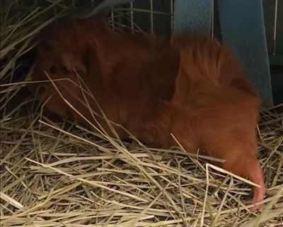 GINGER - Guinea Pig Male for Adoption