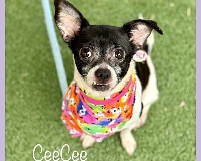 CEECEE - Chihuahua Female Dog for Adoption