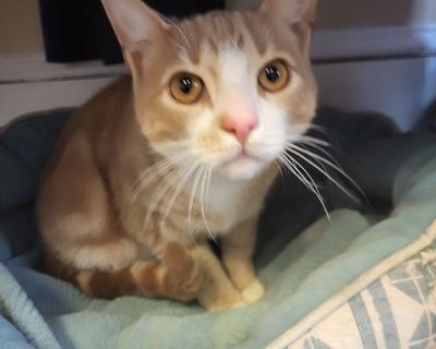 Red - Tabby & Domestic Short Hair Mix Male Cat for Adoption