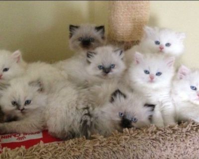 Beautiful Dollface Persian Kittens