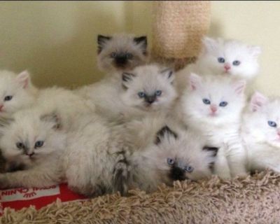 We have 8 beautiful Dollface male & female Persian kittens available for there forever loving homes. They come with there first shots,vaccinations as well as there Health certificates along with parents CFA papers, Parent's Health testings Negative for feline leukemia,Hiv and PKD. Our kittens are extremely friendly and healthy. We Do Not Ship! Our kittens are 100% litter boxed trained, wonderfu...