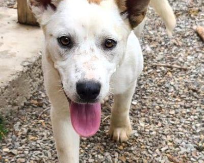 Piper - Smooth Fox Terrier & Labrador Retriever Mix Female Dog for Adoption