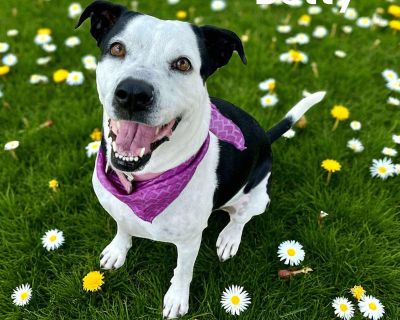 Rescue from Texas. Betty a wonderful 4-year-old Labrador/Terrier mix. She is sweet, affectionate, and gentle truly a loving companion. Betty adores people, gets along great with children, and is friendly with other dogs. With her soft personality and open heart, Betty brings warmth and joy everywhere she goes. She loves to be close to her humans, wagging her tail happily and sharing her uncondi...