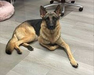 Jasper - German Shepherd Dog Male Dog for Adoption