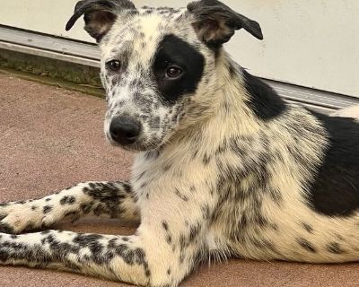 CERSEI - Australian Cattle Dog / Blue Heeler Mix Female Puppy for Adoption