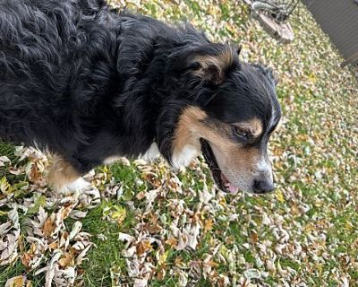 Duke - Australian Shepherd Male Dog for Adoption