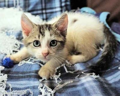 KITTEN EMBER - Domestic Mediumhair Male Cat for Adoption