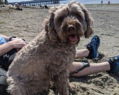 Teddy - Cockapoo Male Puppy for Adoption