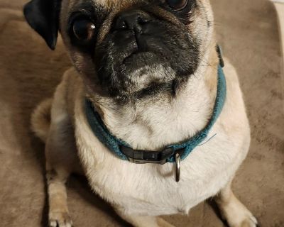 Meet Pugalina, a sweet little pug with a big heart and even bigger personality! This adorable girl is about 3 years old and has all the charm you'd expect from a pug -- loving, loyal, and full of playful energy. Pugalina adores spending time with her people, whether it's snuggling on the couch, going for short walks, or just being your shadow around the house. She gets along well with other dog...