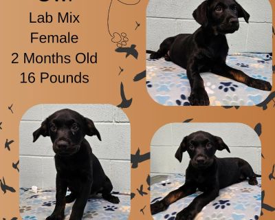 Owl - Labrador Retriever Mix Male Puppy for Adoption