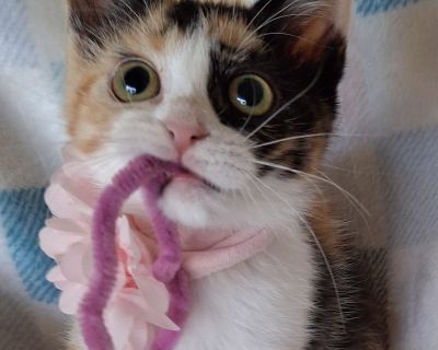 Meet beautiful Tanho! Tango is a calico beauty and is about as close to perfect as they get! She's sweet, attentive, smart, loving and playful Tango loves humans and craves human attention. She's a lap-dweller and will insist on sharing your bed - it's the sweetest! She would do just fine with pet-responsible children and friendly cats and dogs after appropriate introductions Tango prefers to h...