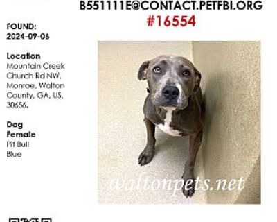 #16554 - Pit Bull Terrier Female Dog for Adoption