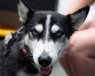 Jackal - Siberian Husky & German Shepherd Dog Mix Female Dog for Adoption