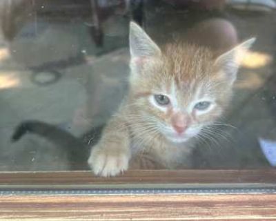 Firestar - American Shorthair Male Cat for Adoption