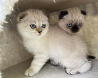 Gogo And Mochi - Scottish Fold Male & Female Kitten For Sale