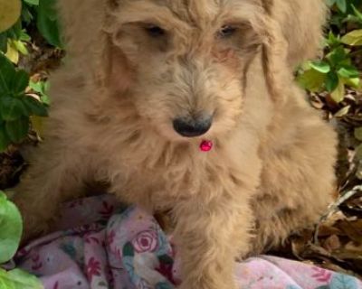 Goldendoodle Female
