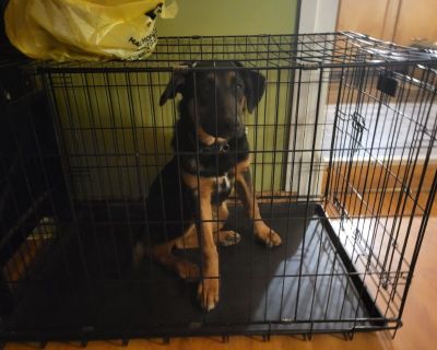 Free 1 year old mixed puppy