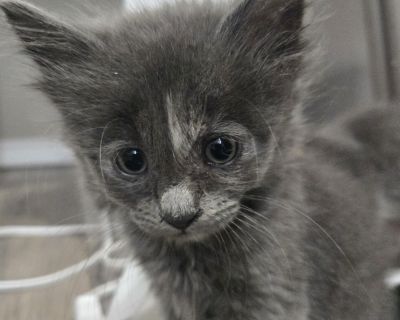 Holland - American Shorthair Female Cat for Adoption