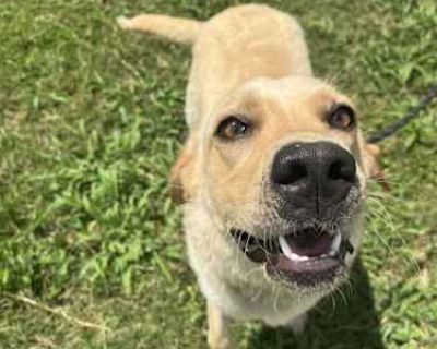 Daisy - Labrador Retriever Female Dog for Adoption