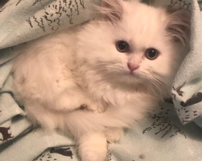 Very sweet and loving! 
They both have greenish/goldish eyes and long, white fur. A male and a female are available. 
The mom is a golden tabby and the dad is pure white. His photo is attached in the listing. 
$500 each.
Local pickup at police station and FaceTime for serious inquiries.