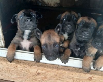 4 Weeks Old * Size at Maturity: Large * Availability Date: 12/05/2025 * Shipping Area: Pick Up Only * Payment Method: Cash *. I have a liter of 11 pure bred Belgian malinois puppies, 7 boys and 4 girls. I have both parents on site. This is there second liter. Looking for great loving homes.