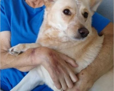 Rosie - Female Adult Australian Cattle Dog mix for Adoption