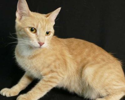 Bliss - Domestic Shorthair Female Cat for Adoption