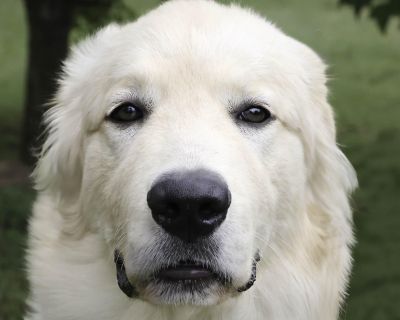 Everyone say hello to George -- the cutest Pyr on three legs. George (or Georgie as his foster fam calls him) came to us in September after he was abandoned on a property with his family. Sadly, only George, his sister, and suspected father survived, and George was hit by a car in the meantime, which resulted in the amputation of his leg. Despite this tragic occurrence of events, George is an i...