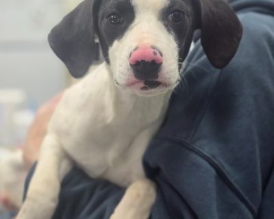 Please call the shelter at (706) 795-2868 to schedule a meet and greet. Madison Oglethorpe Animal Shelter is a non-profit shelter serving over 720 square miles. We are open intake, meaning we can not turn away animals from either county we serve. Our shelter intakes double or triple it's capacity every month so it is essential we place animals quickly into adoptive homes. Since so many animals ...