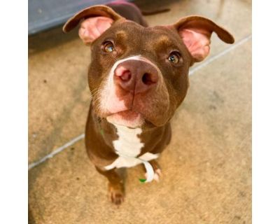 Fawn - American Pit Bull Terrier/Pointer Mix Female Dog for Adoption