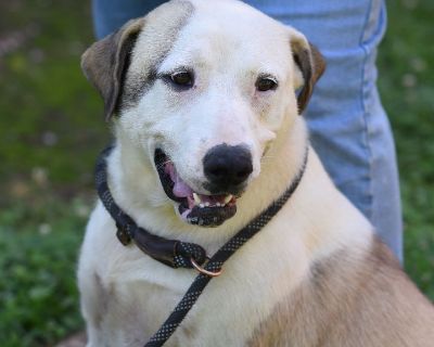 Savannah - American Staffordshire Terrier & Great Pyrenees Mix Female Dog for Adoption