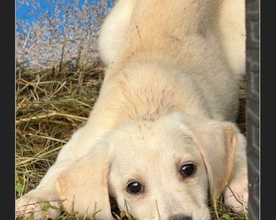 Sunshine - Female Puppy Lab for Adoption